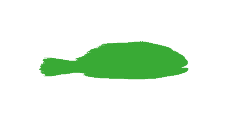 croaker grossiste surgelé export conteneurs international distributeur afrique europe océan pacifique
