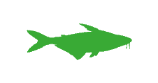 pangasius surgelé export conteneurs distributeur grossiste international afrique europe antilles océan indien