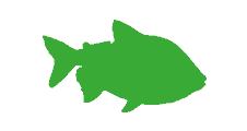 red pacu surgelé export conteneurs grossiste distributeur international afrique antilles océan indien pacifique