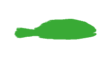 grossiste croaker surgelé export conteneurs international distributeur afrique europe océan pacifique